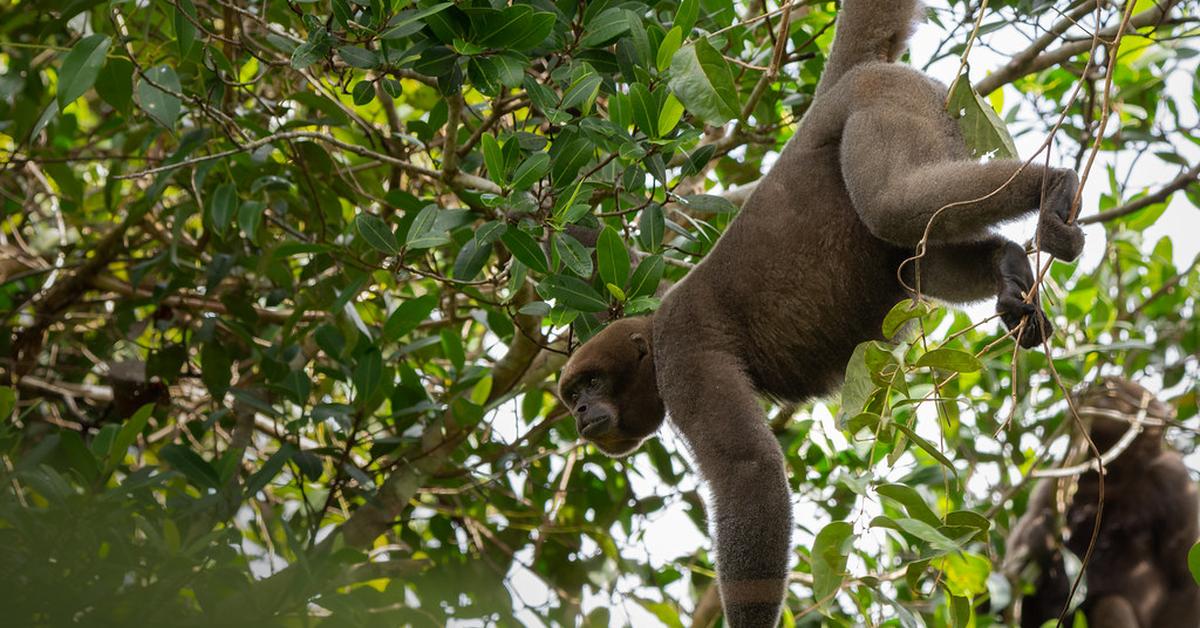 Pictures of Woolly Monkey