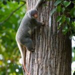 Pictures of Common Spotted Cuscus