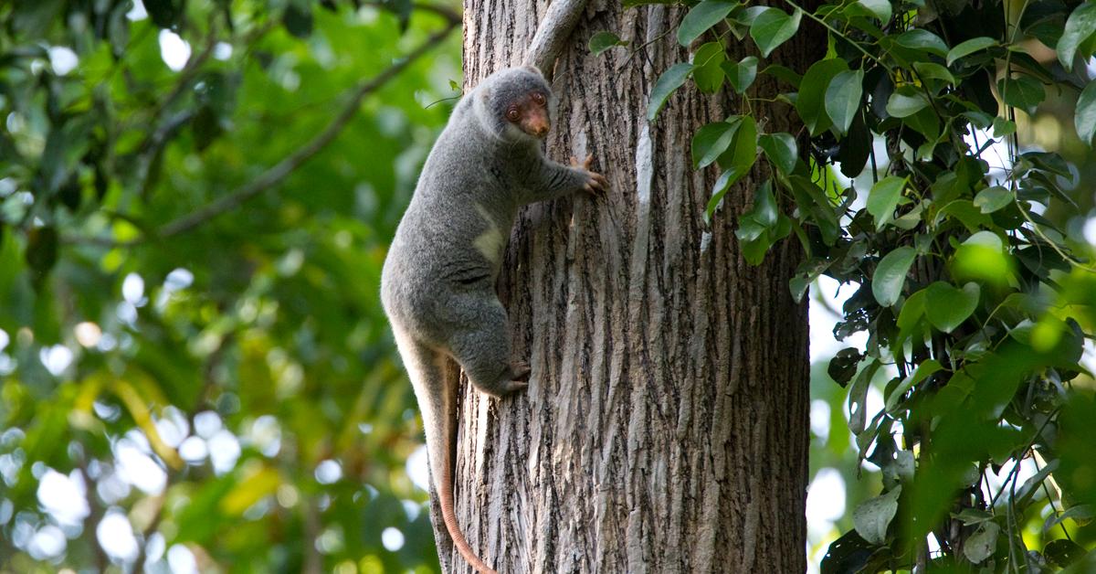 Pictures of Common Spotted Cuscus