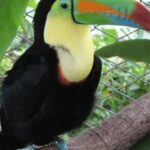 Pictures of Keel-Billed Toucan