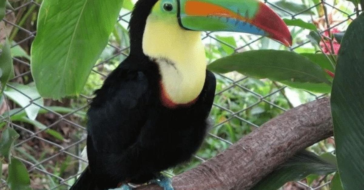 Pictures of Keel-Billed Toucan