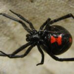 Pictures of Black Widow Spider