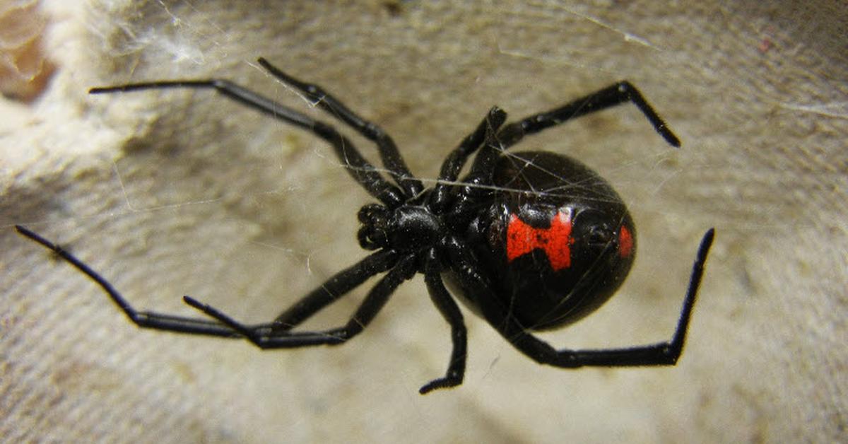 Pictures of Black Widow Spider