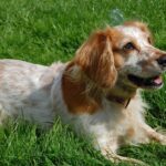 Pictures of English Cocker Spaniel