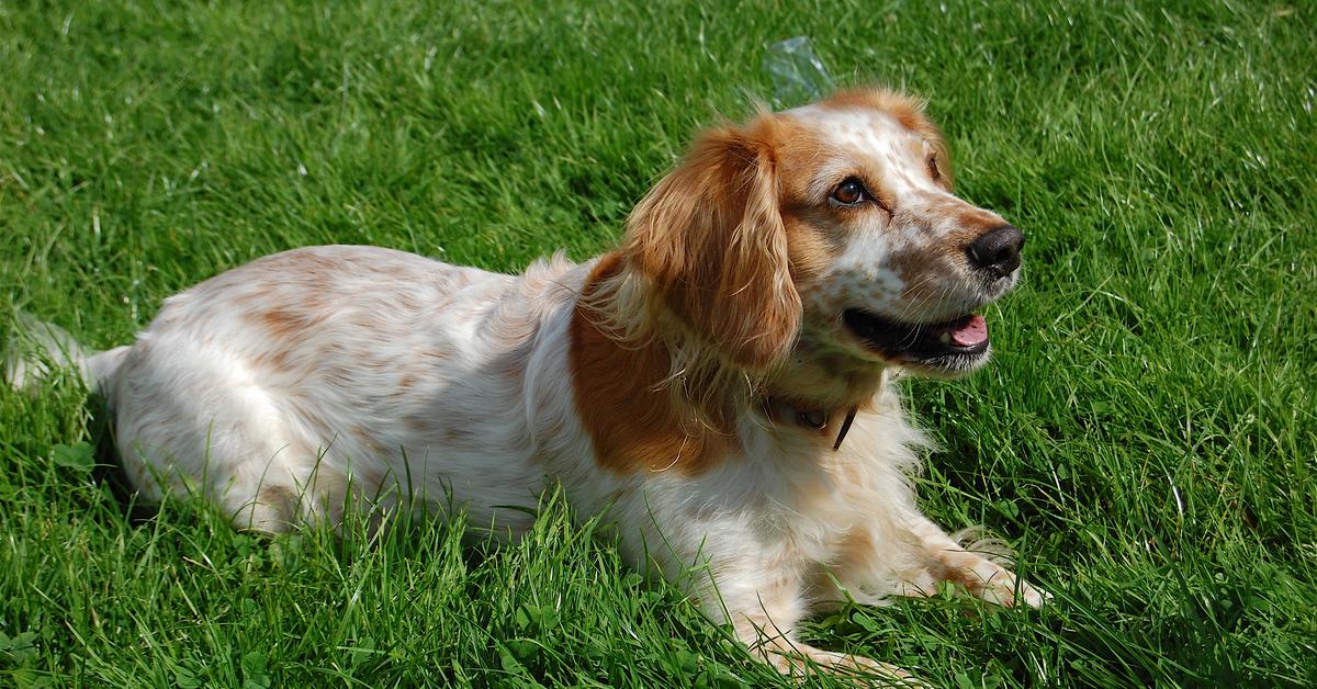 Pictures of English Cocker Spaniel