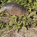 Pictures of Armadillo