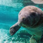 Pictures of Manatee