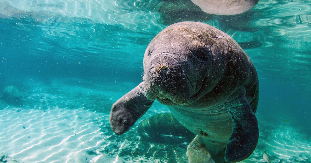 Pictures of Manatee