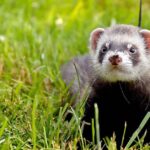 Pictures of Ferret