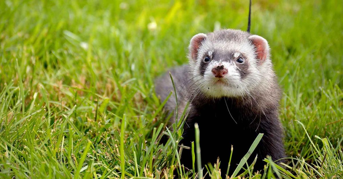 Pictures of Ferret