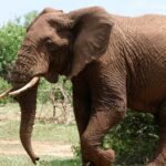 Pictures of Elephant