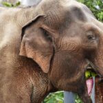 Pictures of Asian Elephant