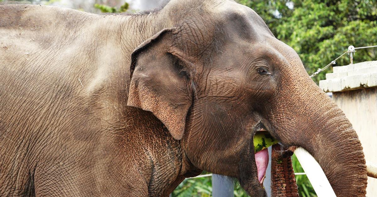 Pictures of Asian Elephant