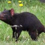 Pictures of Tasmanian Devil