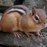 Pictures of Chipmunk