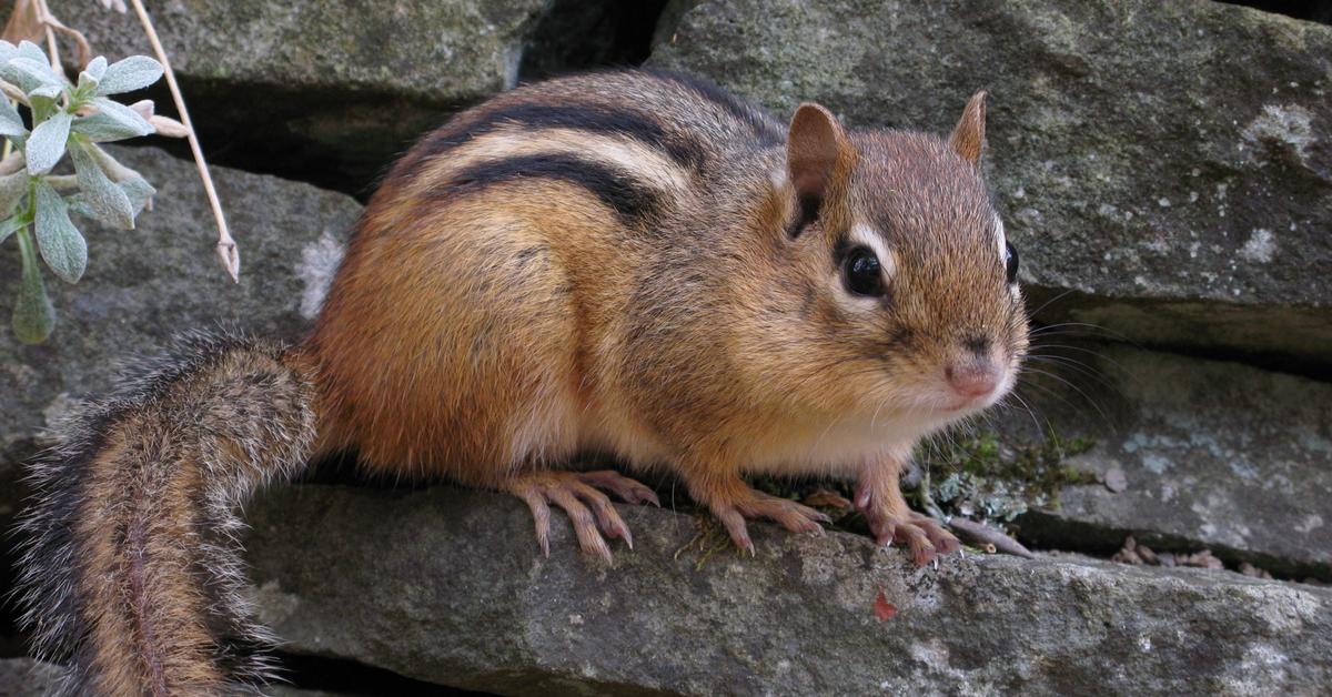 Pictures of Chipmunk