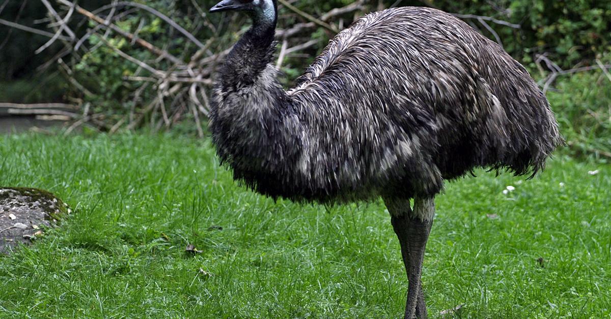 Pictures of Emu