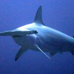 Pictures of Hammerhead Shark