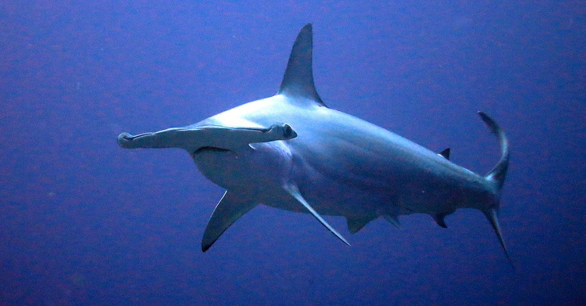 Pictures of Hammerhead Shark