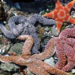 Pictures of Starfish