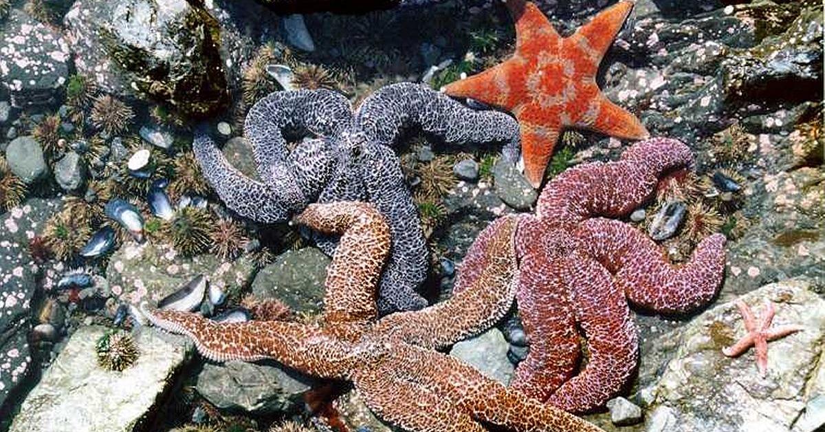 Pictures of Starfish