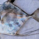 Pictures of Pompano Fish