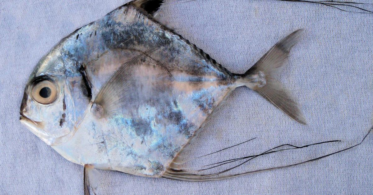 Pictures of Pompano Fish