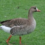 Pictures of Goose