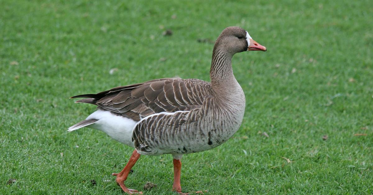 Pictures of Goose