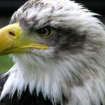 Pictures of Eagle