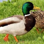 Pictures of Duck