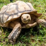 Pictures of Tortoise