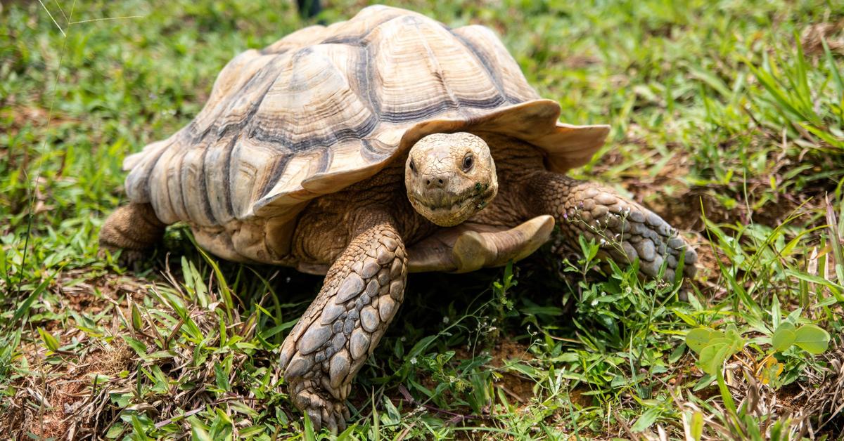 Pictures of Tortoise