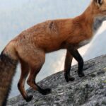 Pictures of Fox