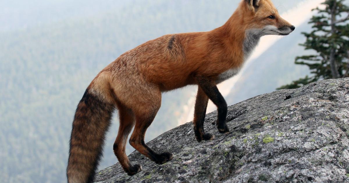 Pictures of Fox