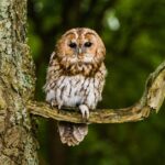 Pictures of Tawny Owl