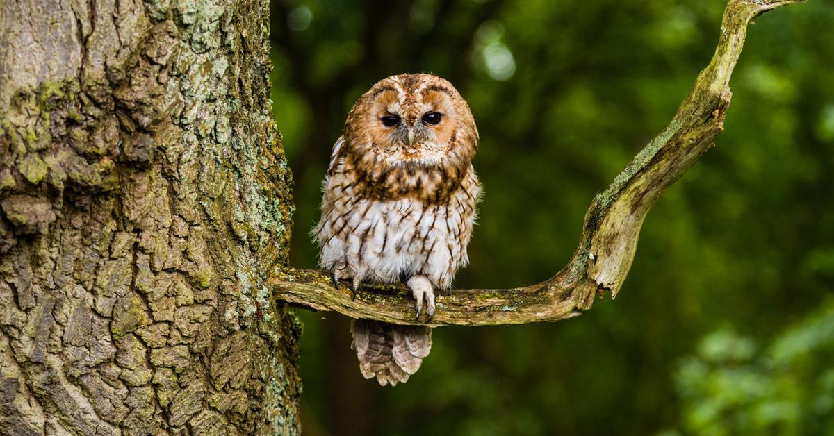 Pictures of Tawny Owl