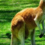 Pictures of Kangaroo