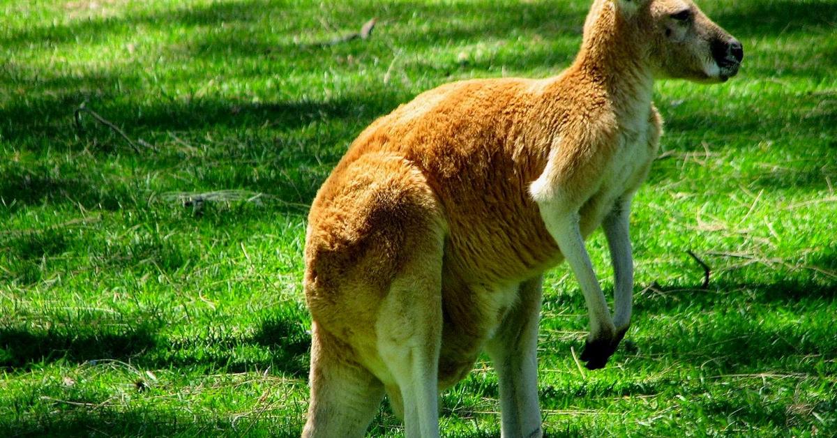 Pictures of Kangaroo