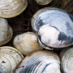 Pictures of Quahog Clam