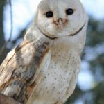Pictures of Barn Owl