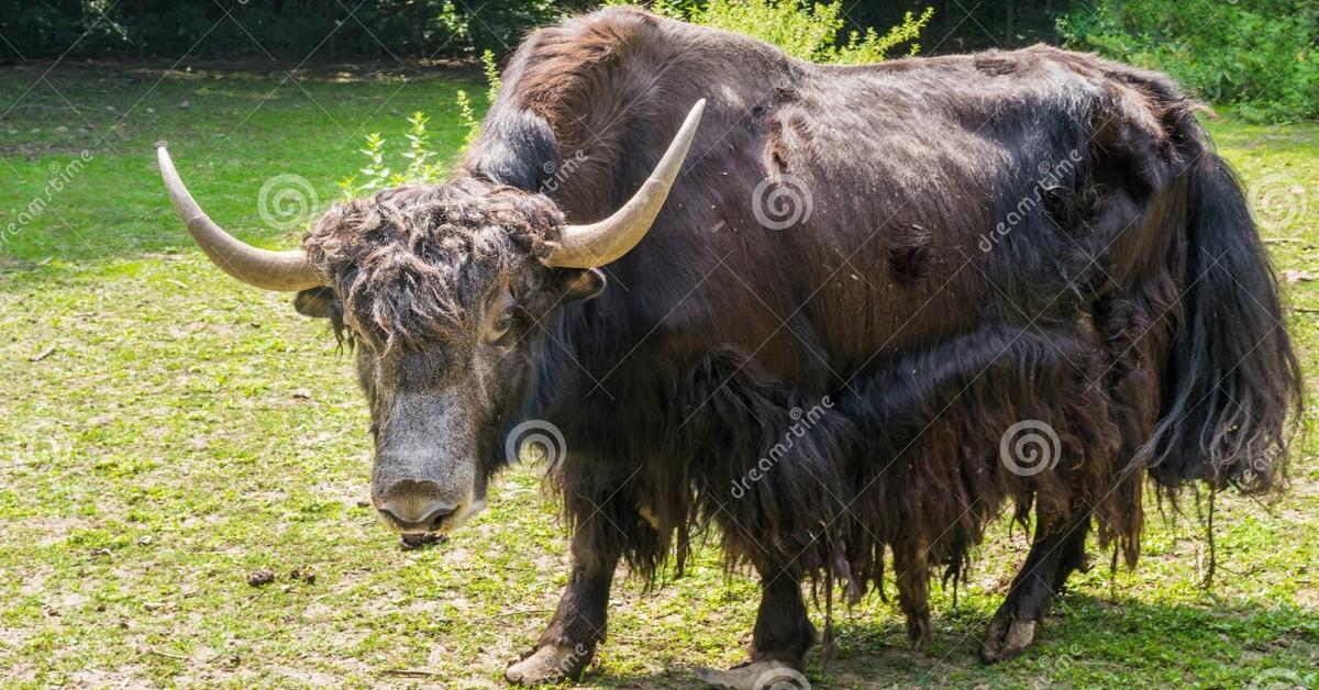 Pictures of Yak