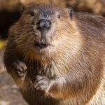 Pictures of Beaver