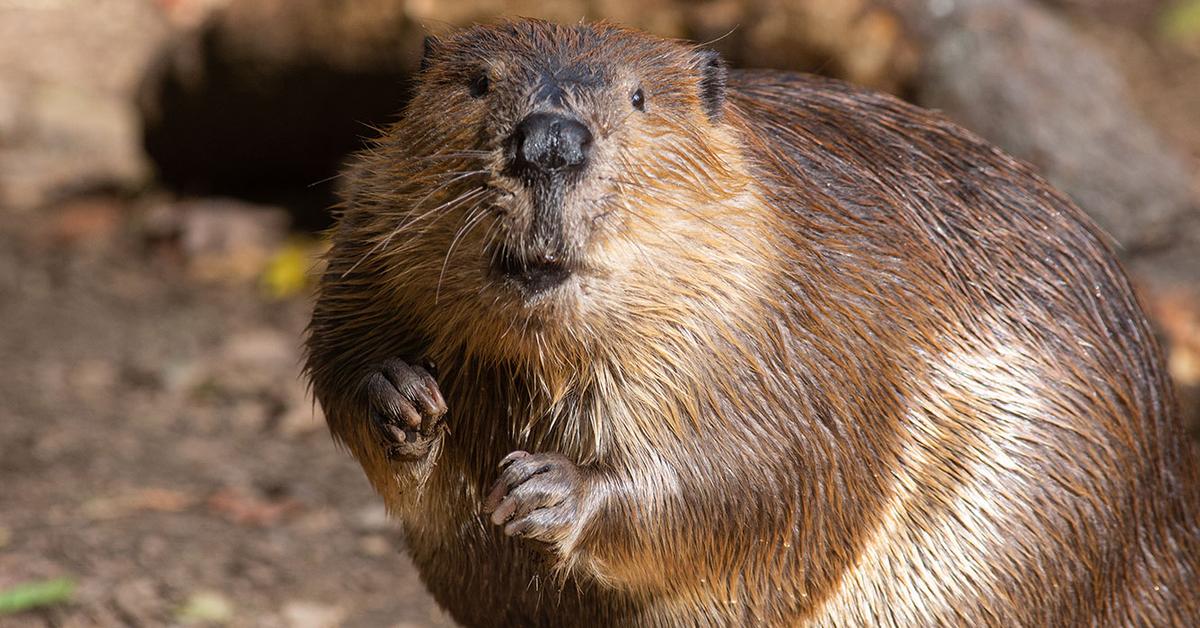 Pictures of Beaver