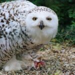 Pictures of Snowy Owl