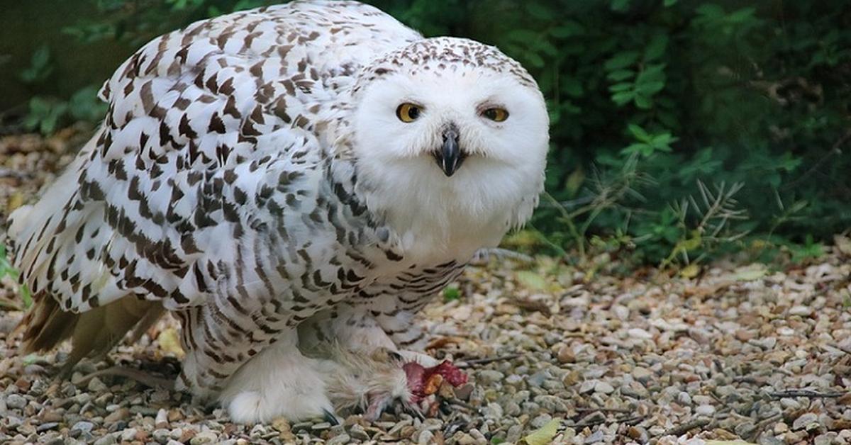 Pictures of Snowy Owl