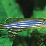 Pictures of Zebrafish