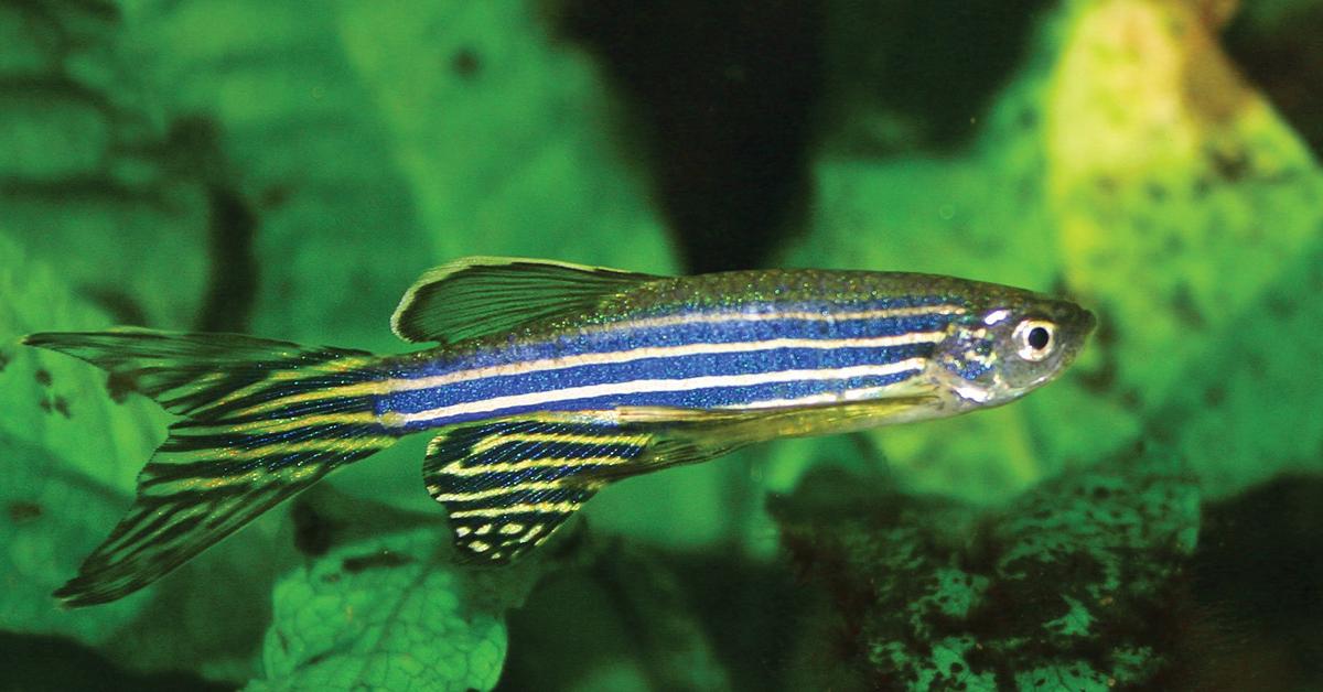 Pictures of Zebrafish