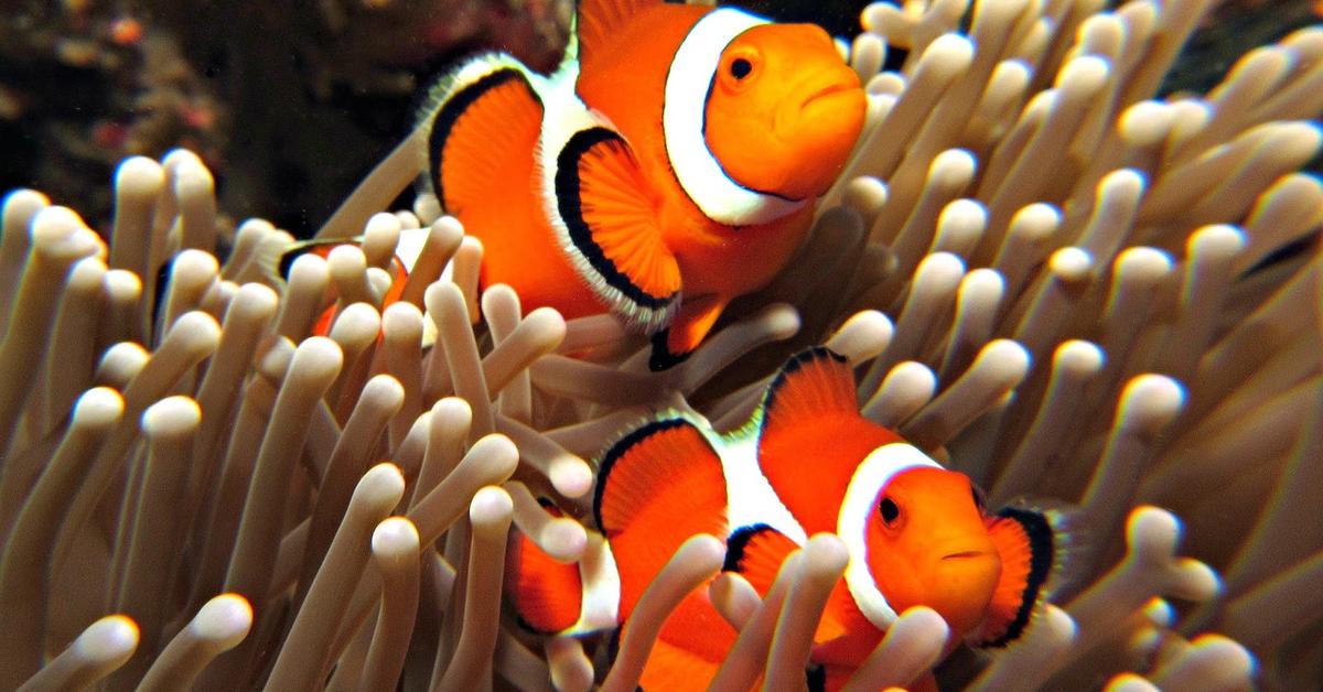 Pictures of Clownfish