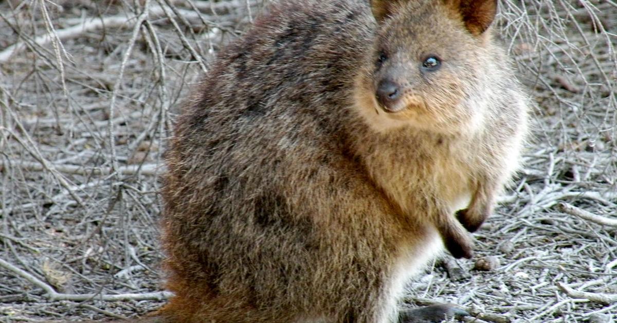 Pictures of Quokka